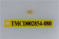 藏品(細足澤蟹)的圖片
